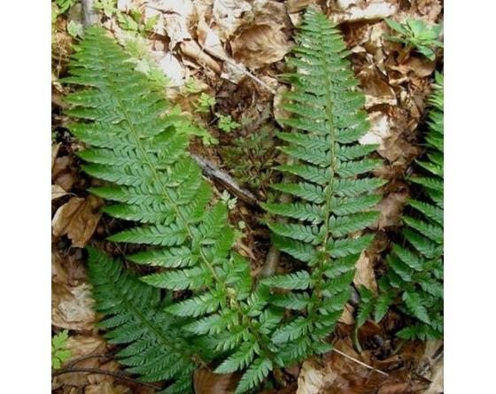 Polystichum aculeatum