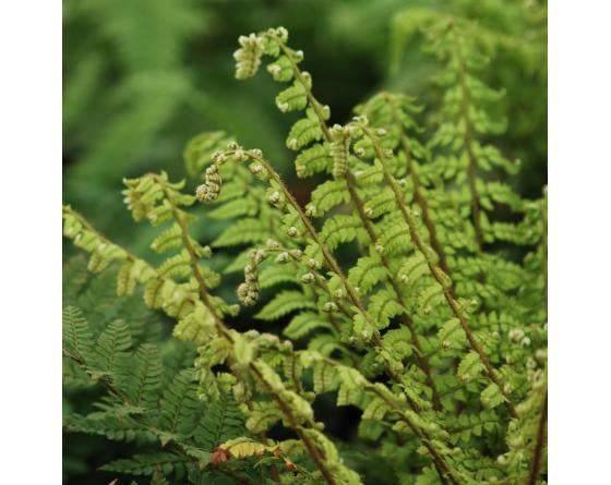 Polystichum makinoi