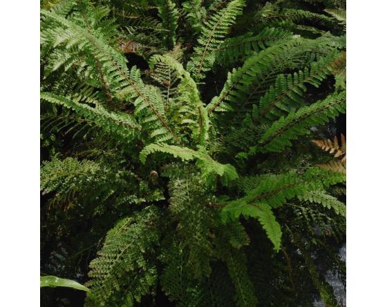 Polystichum setiferum 'Nantes'