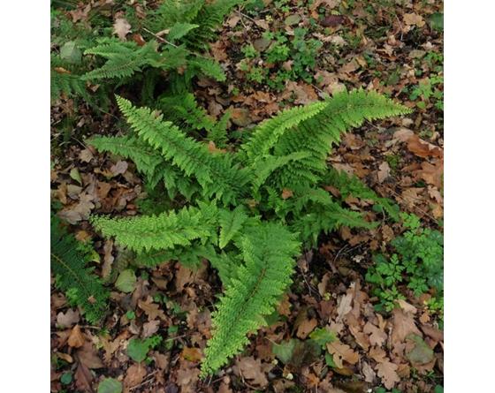 Polystichum setiferum 'Plumosum-Densum'