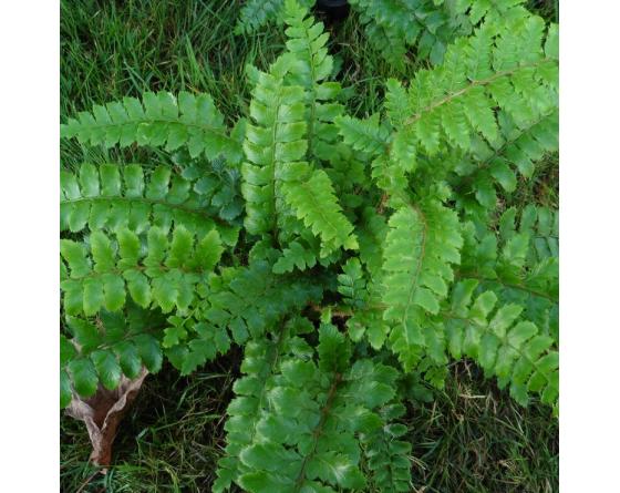 Polystichum polyblepharum