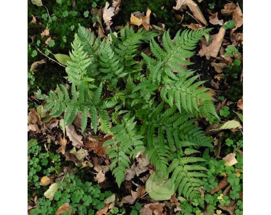 Polystichum rigens