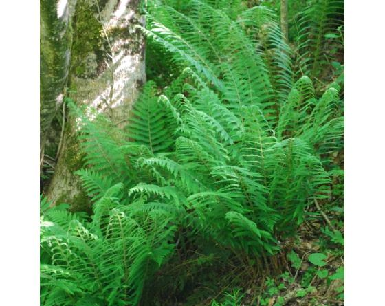 Polystichum setiferum