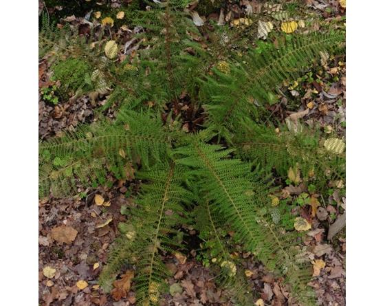 Polystichum setiferum 'Herrenhausen'