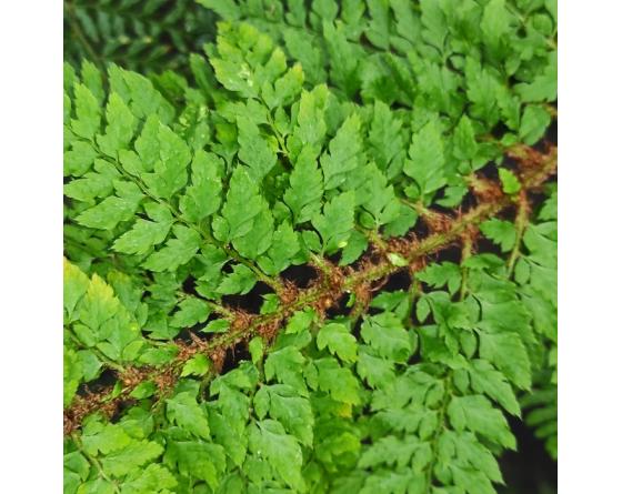 Polystichum setiferum Tripinnatum Group