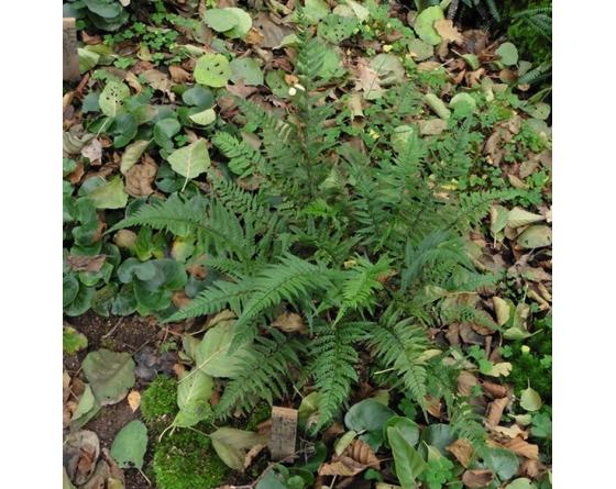 Polystichum tsus-simense