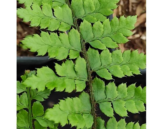 Polystichum woronowi
