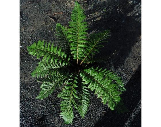 Polystichum x dycei