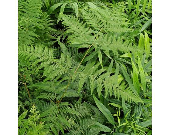 Pteridium esculentum
