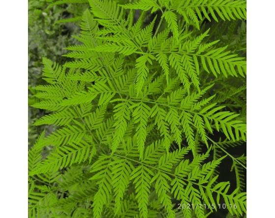 Pteris tremula