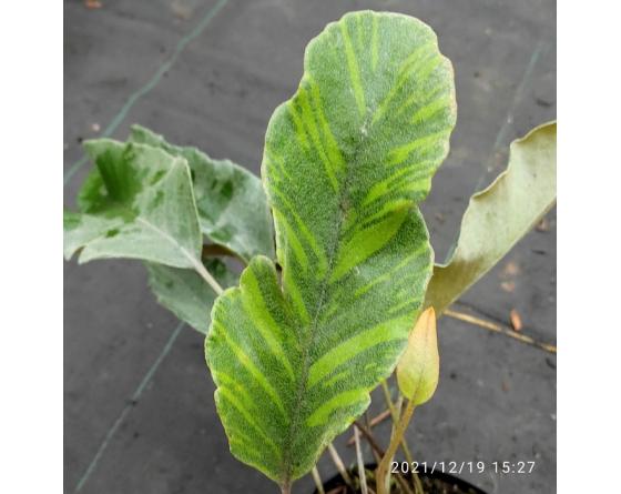 Pyrrosia lingua 'Ogon Nishiki'
