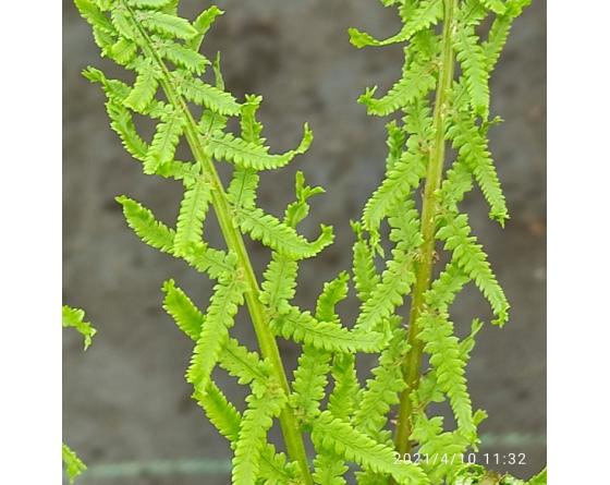 Athyrium filix-femina 'Dre's Dagger'