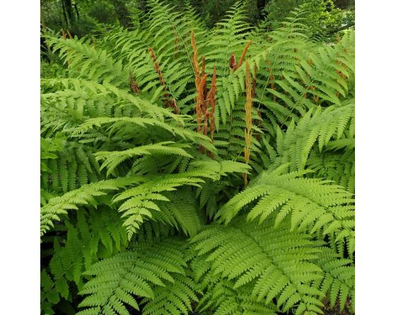 Osmundastrum cinnamomeum