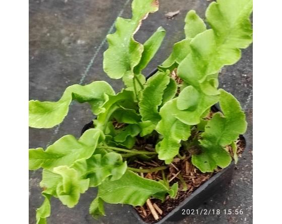Asplenium scolopendrium 'Undulatum'