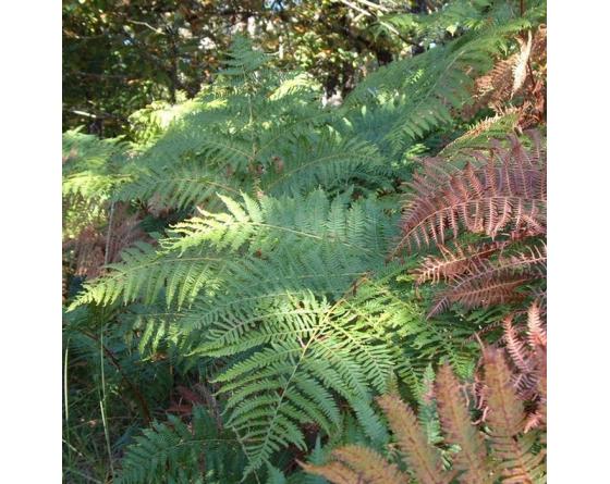 Pteridium aquilinum, fougère-aigle