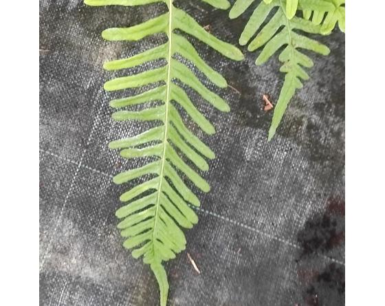 Polypodium vulgare