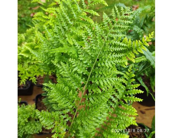 Polypodium vulgare 'Trichomanoides Backhouse'