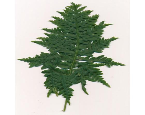 Polypodium cambricum 'Pulchritudine'