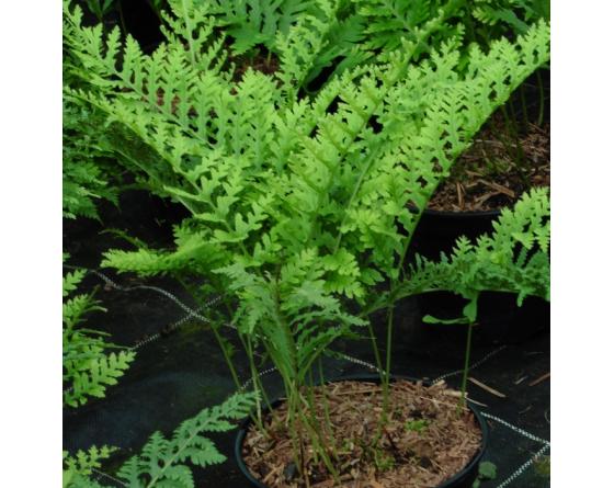 Polypodium x mantoniae 'Cornubiense'