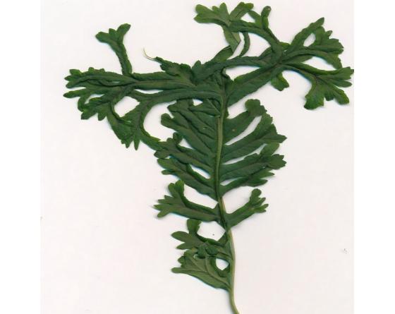 Polypodium glycyrrhiza 'Lawrence Crocker'