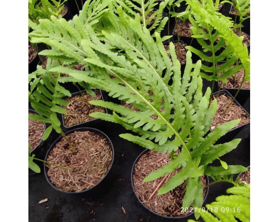 Polypodium cambricum 'Falcatum O'Kelly'