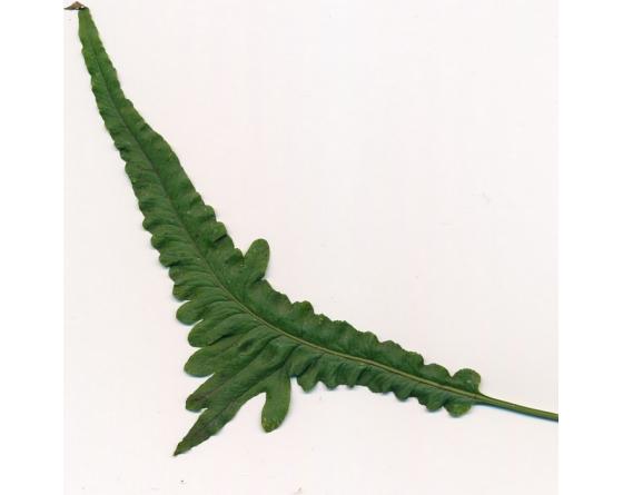 Polypodium cambricum 'Macrostachyon Lineare'