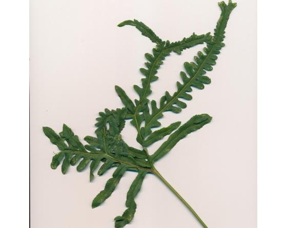 Polypodium interjectum 'Glomeratum Mullins'
