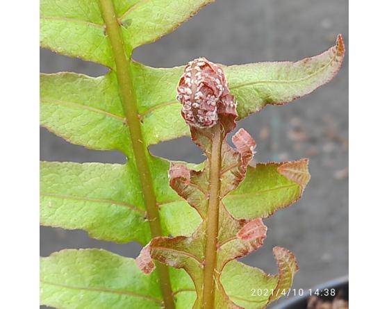 Drynaria sinica