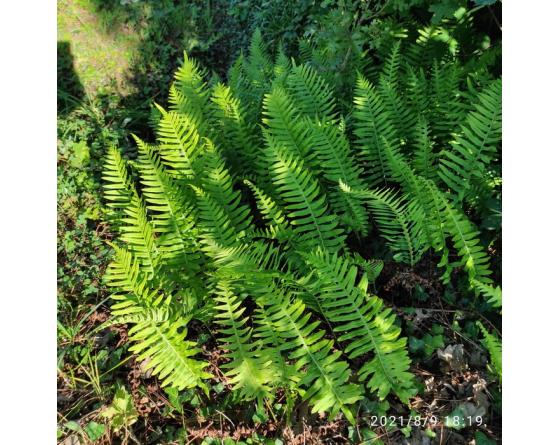 Polypodium x shivasiae
