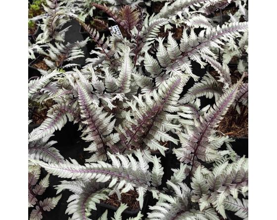 Athyrium niponicum var. pictum 'Cristatum'