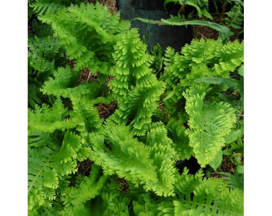 Polypodium cambricum 'Oakleyae'