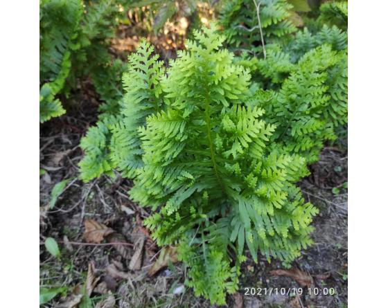 Polypodium cambricum 'Pulcherrimum Addison'