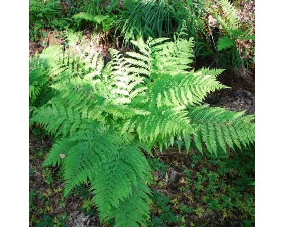 Athyrium filix-femina