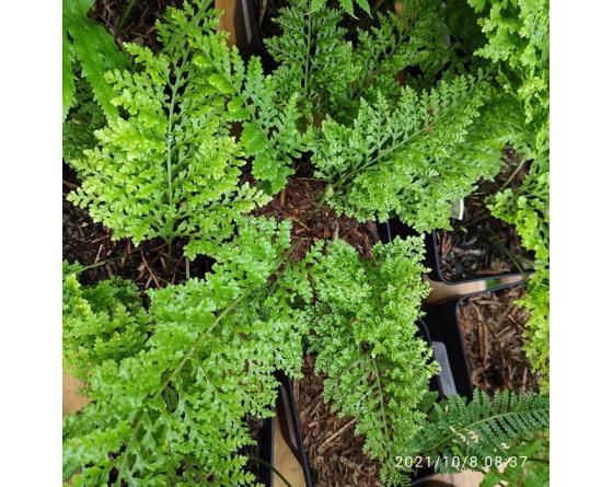 Polypodium vulgare 'Parsley'