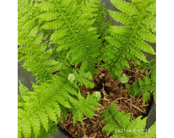 Phegopteris decursive-pinnata