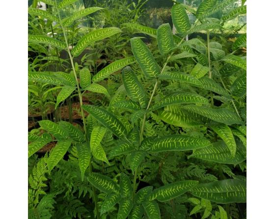 Coniogramme emeiensis