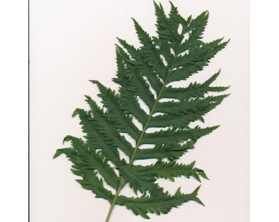 Polypodium calirhiza 'Sarah Lyman'