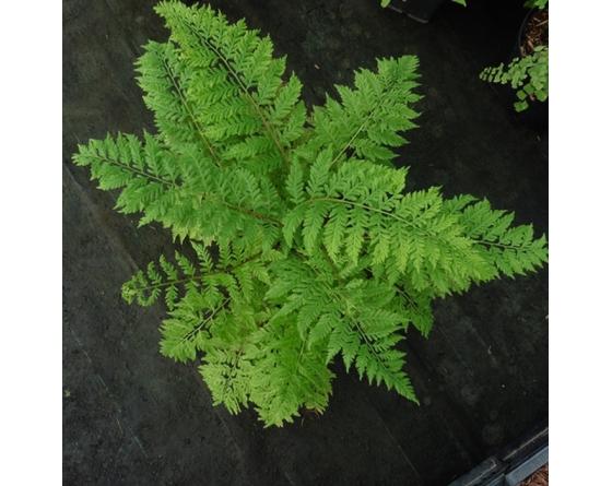 Athyrium filix-femina 'Vernoniae'