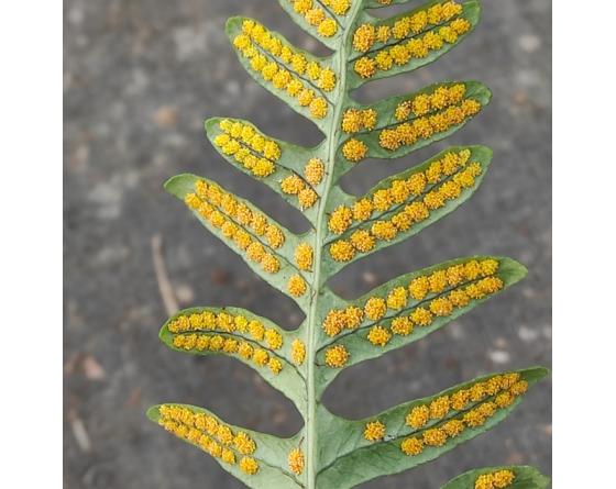 Polypodium interjectum