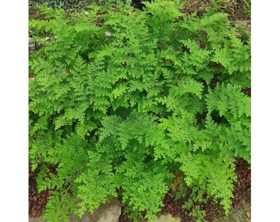 Selaginella involvens