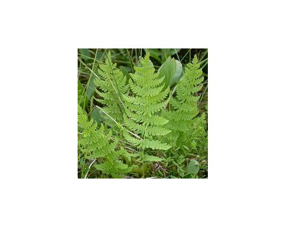 Thelypteris palustris
