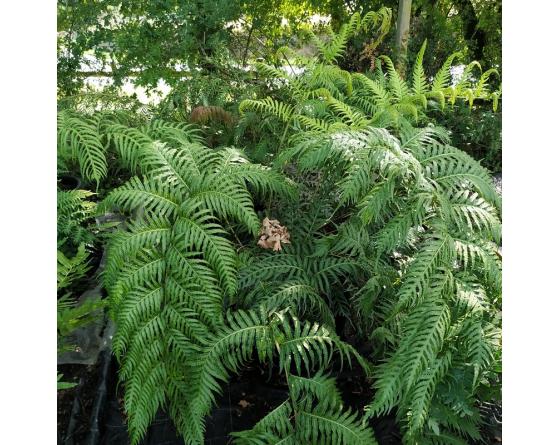 Woodwardia radicans european chain fern