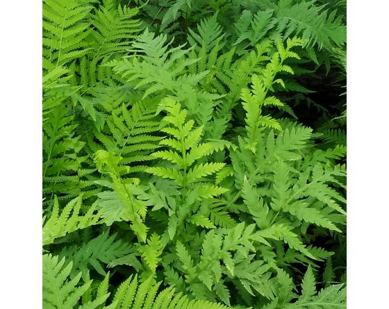 Woodwardia fimbriata
