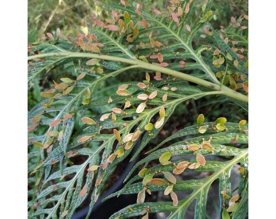 Woodwardia prolifera