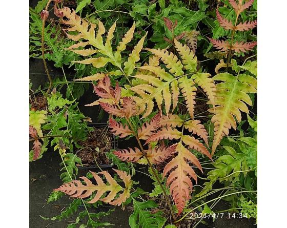 Woodwardia unigemmata Forme Ondulée