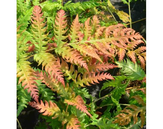 Woodwardia unigemmata
