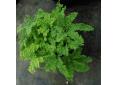 Adiantum aleuticum var. subpumilum