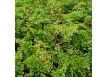 Adiantum venustum