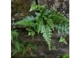 Asplenium adiantum-nigrum