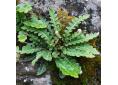 Asplenium ceterach.